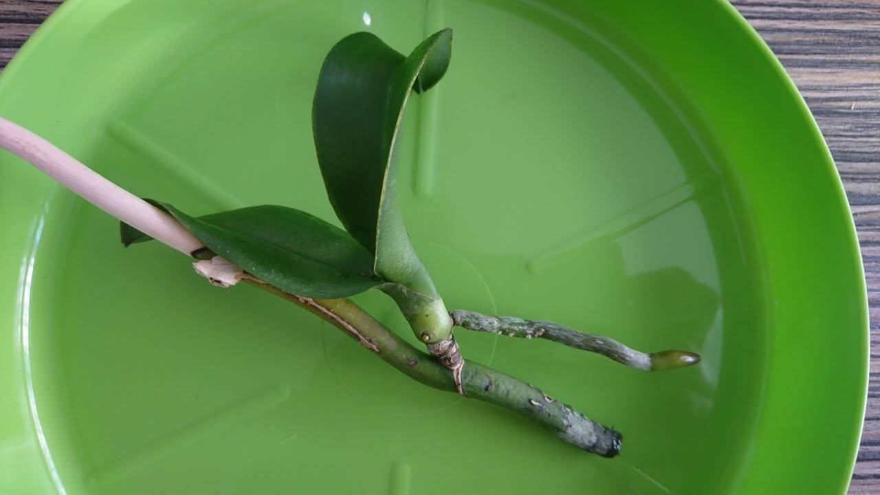 Как нарастить корни у детки орхидеи растущей на цветоносе