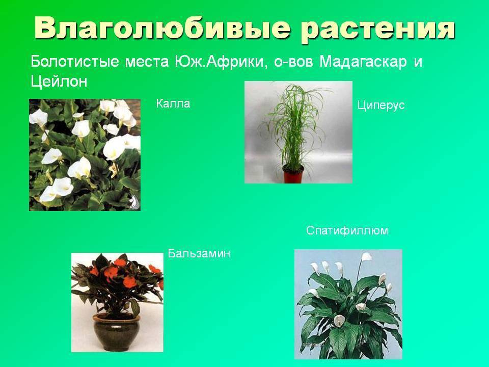 Тенелюбивые комнатные растения - названия, фото и описания (каталог)