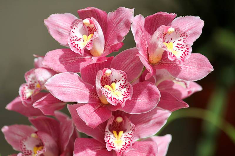 Цимбидиум. уход в домашних условиях | блог об орхидеях