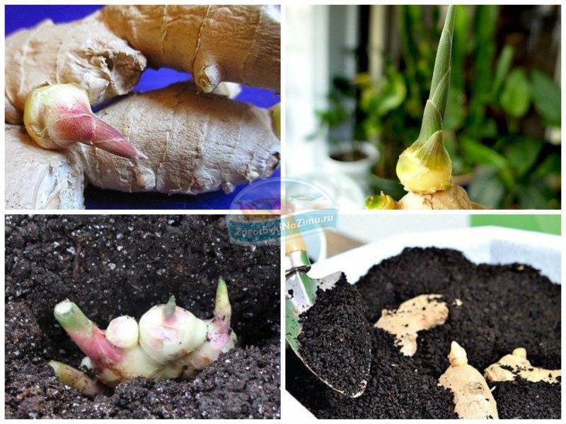 Как посадить и вырастить имбирь дома и в открытом грунте