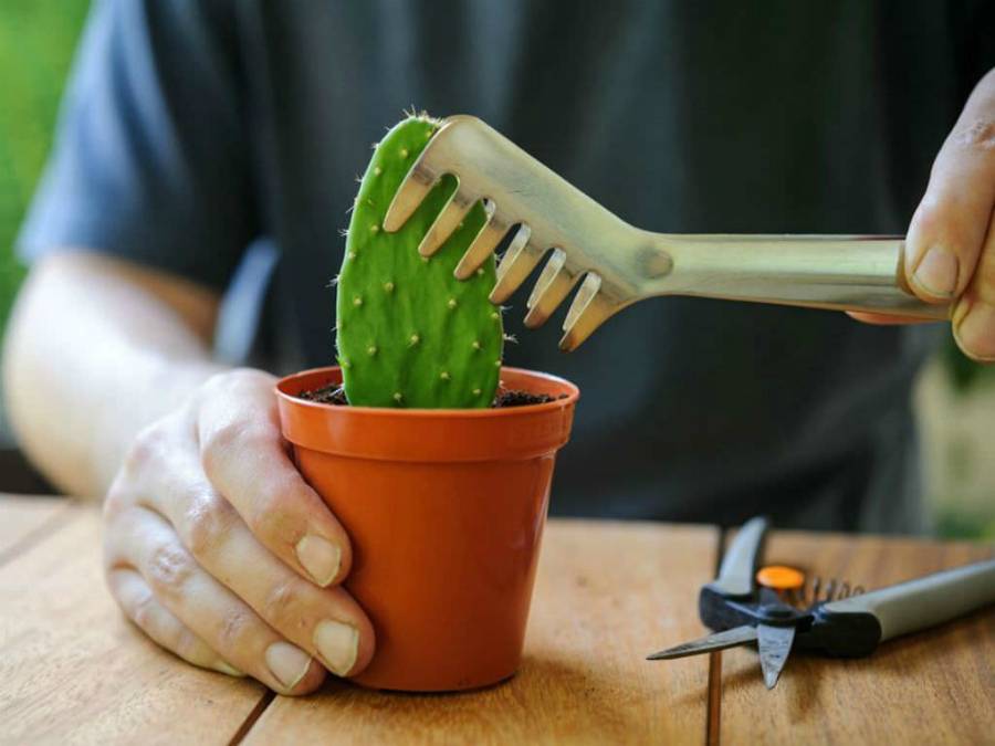 Как ухаживать за кактусом в домашних условиях: советы и лайфхаки