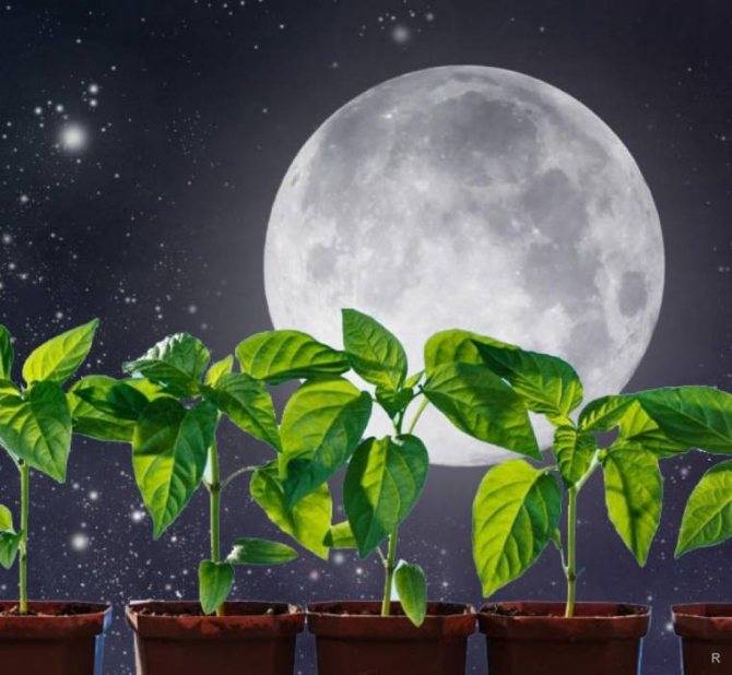 Советы луны: лунный календарь комнатных растений :: инфониак