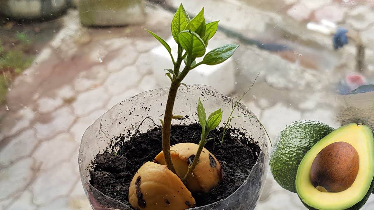 Как вырастить авокадо из косточки - 100% эффективный метод | огородникам инфо