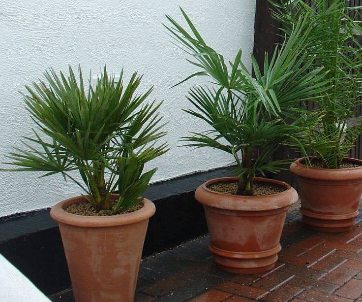 Выращивание финиковой пальмы в домашних условиях