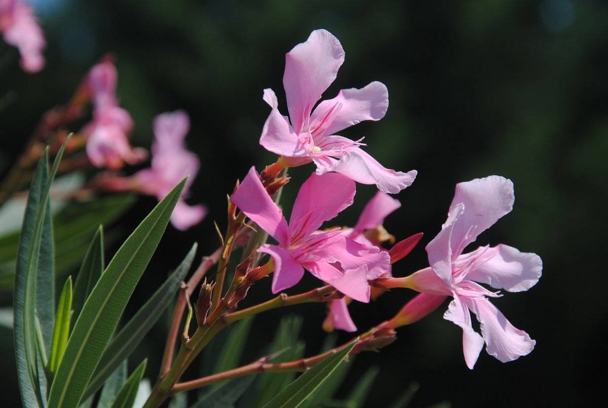 Уход за олеандром в домашних уловиях: выращивание комнатного растения с белыми, розовыми махровыми, иными цветками, и как размножить, как укоренить черенки?