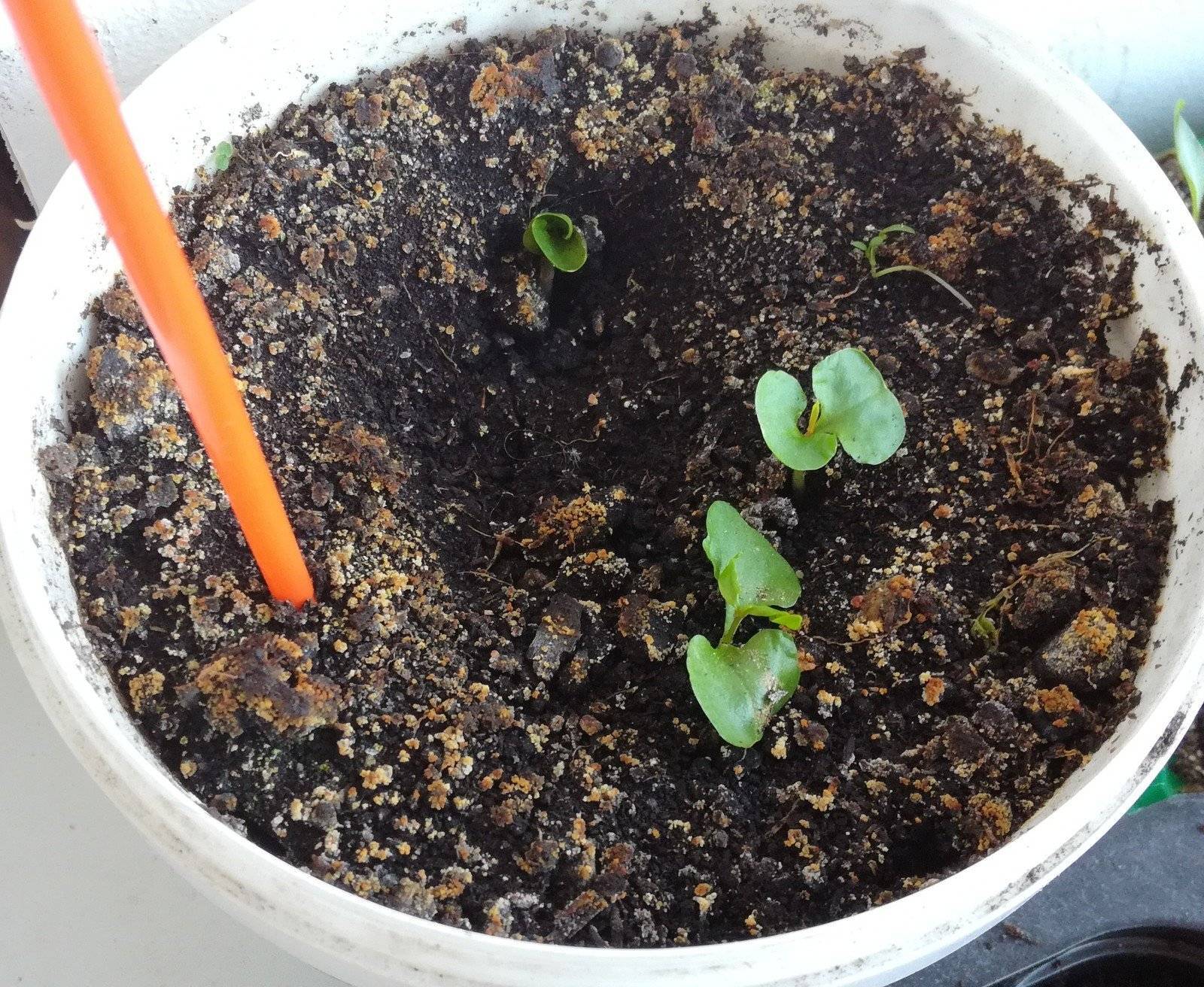 Семена гортензии — как выглядят и можно ли из них вырастить рассаду дома