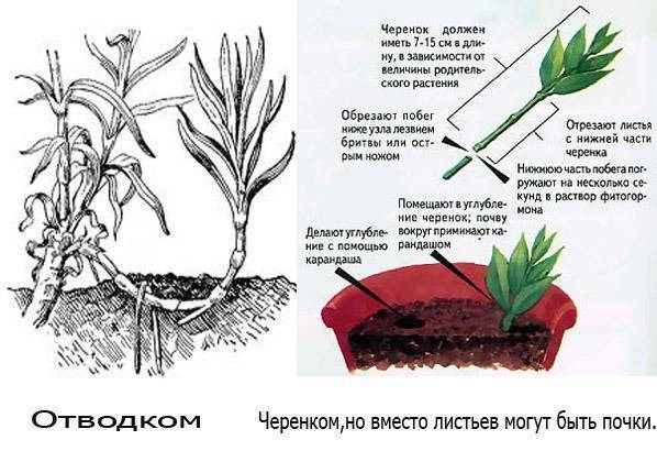 Как размножить пионы для посадки весной и осенью