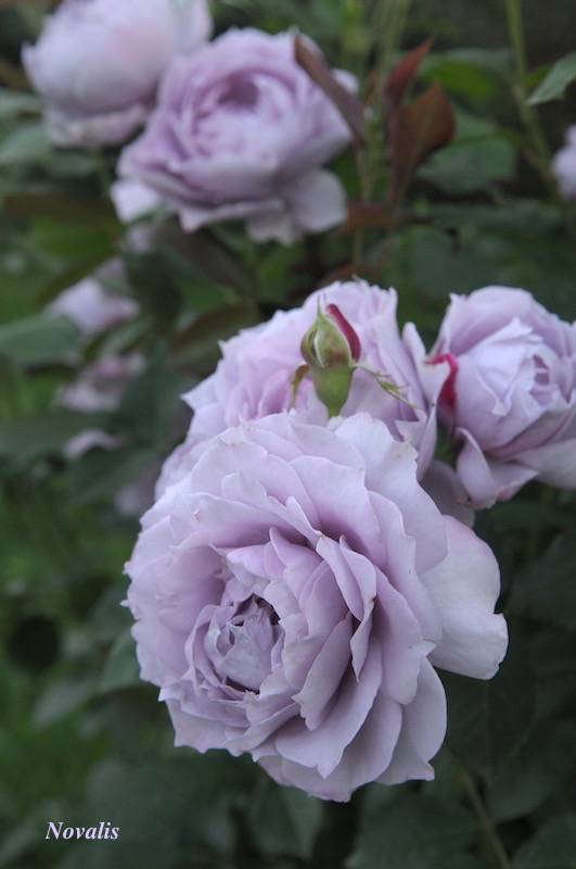 Сорт розы флорибунда новалис из коллекции «сказочные розы»: выращивание и уход