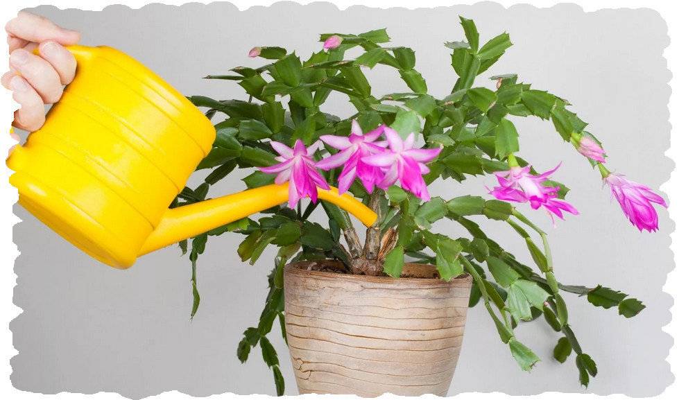 В отпуск на месяц: как обеспечить полив комнатных растений в отсутствие хозяев