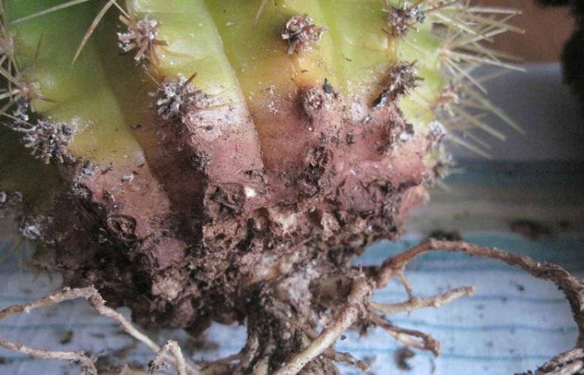 Болезни кактусов: распространенные заболевания и их методы лечения