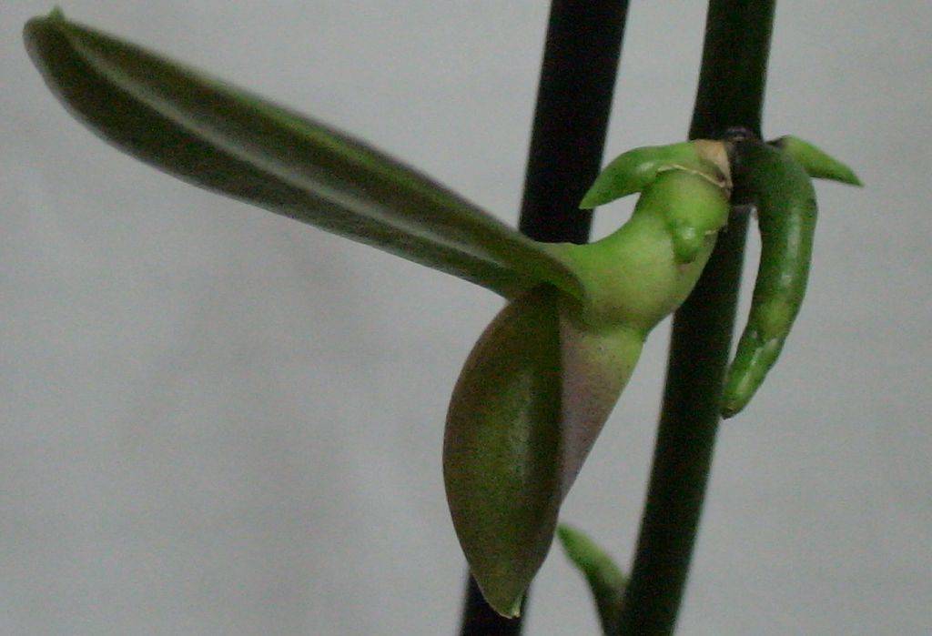 Цитокининовая паста для орхидей: инструкция по использованию