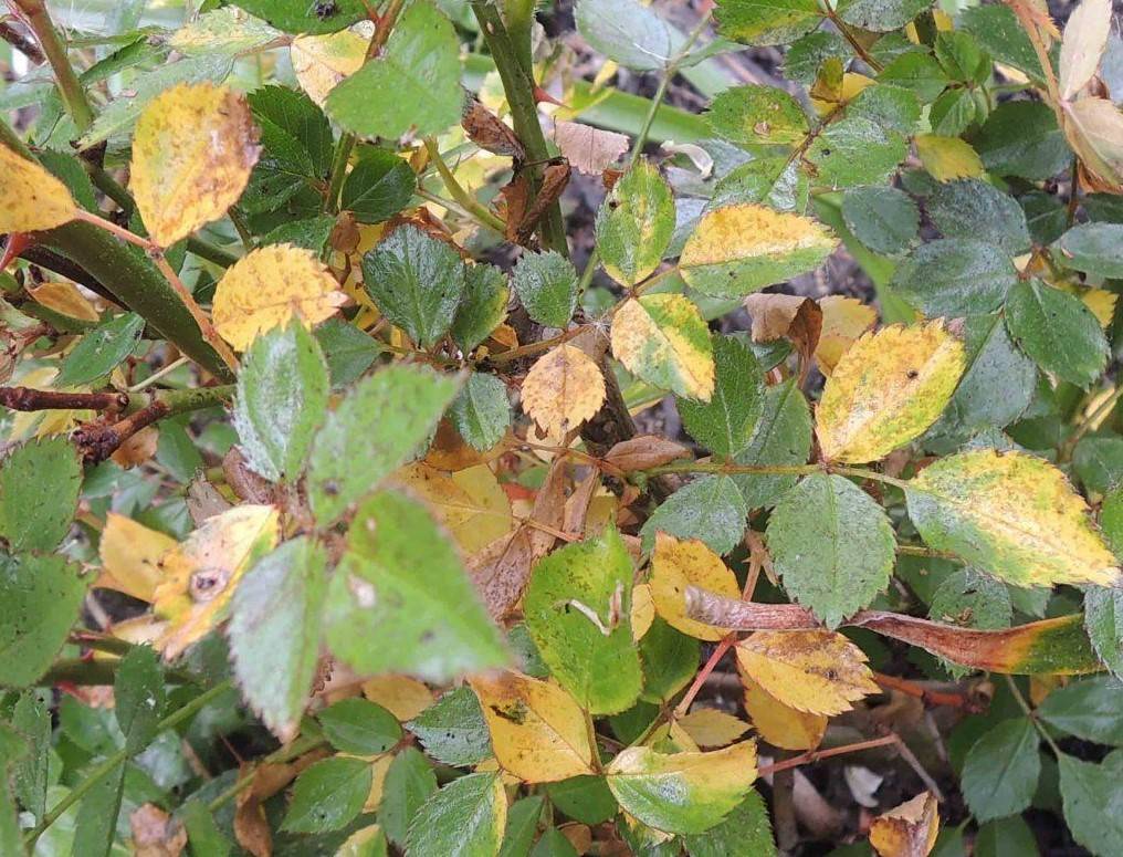Почему у гибискуса желтеют листья