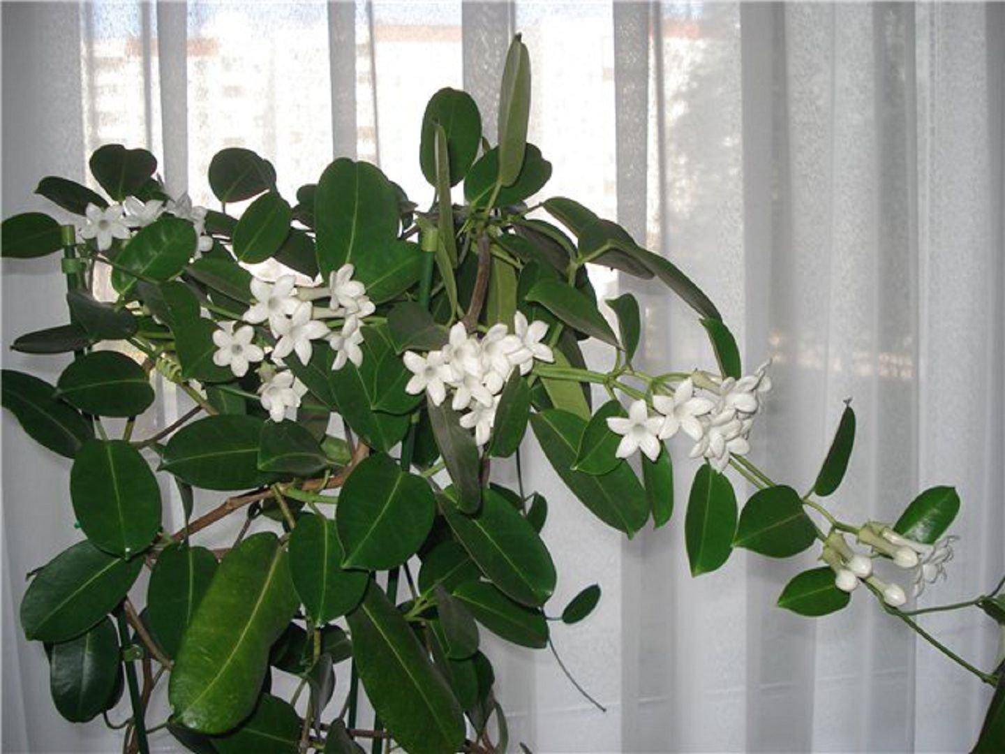 Цветок стефанотис – уход в домашних условиях, фото и размножение