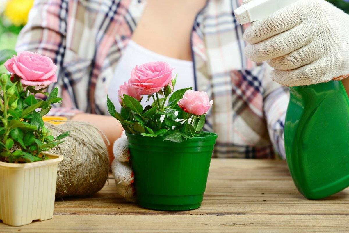 Роза в горшке: уход и выращивание в домашних условиях - sadovnikam.ru
