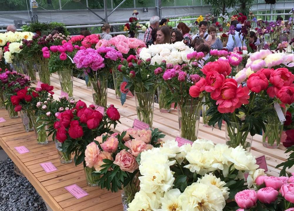 Цветочные выставки в июне: розы, пионы, ирисы - где будет очень красиво?
