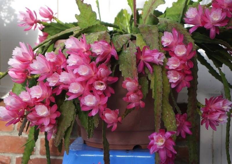 ᐉ кактус эпифиллум: уход в домашних условиях, виды и размножение - roza-zanoza.ru