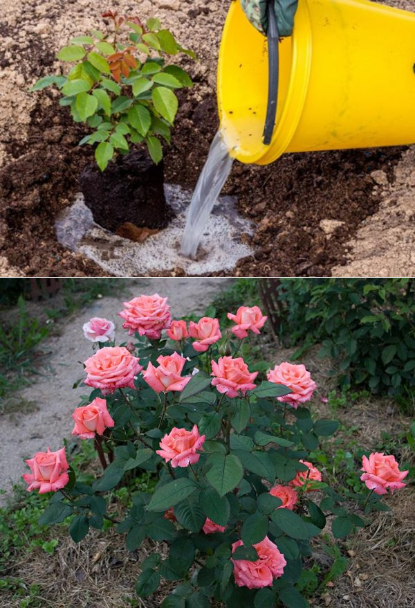 Чем подкормить розы в июле во время цветения и бутонизации, лучшие удобрения для пышного и обильного цветения в саду летом