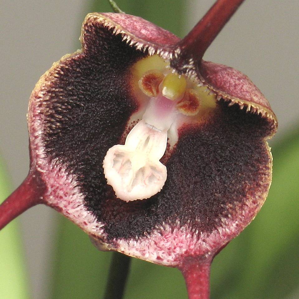 Орхидея дракула: фото обезьяньих цветов, уход и способы размножения