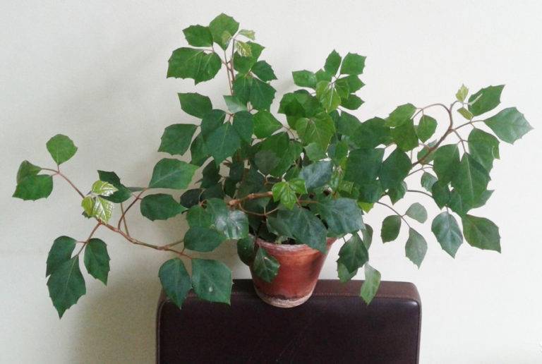 ✅ комнатное растение березка и уход за ним в домашних условиях - сад62.рф