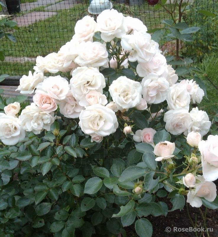 Роза «аспирин роуз»: характеристика, советы по выращиванию