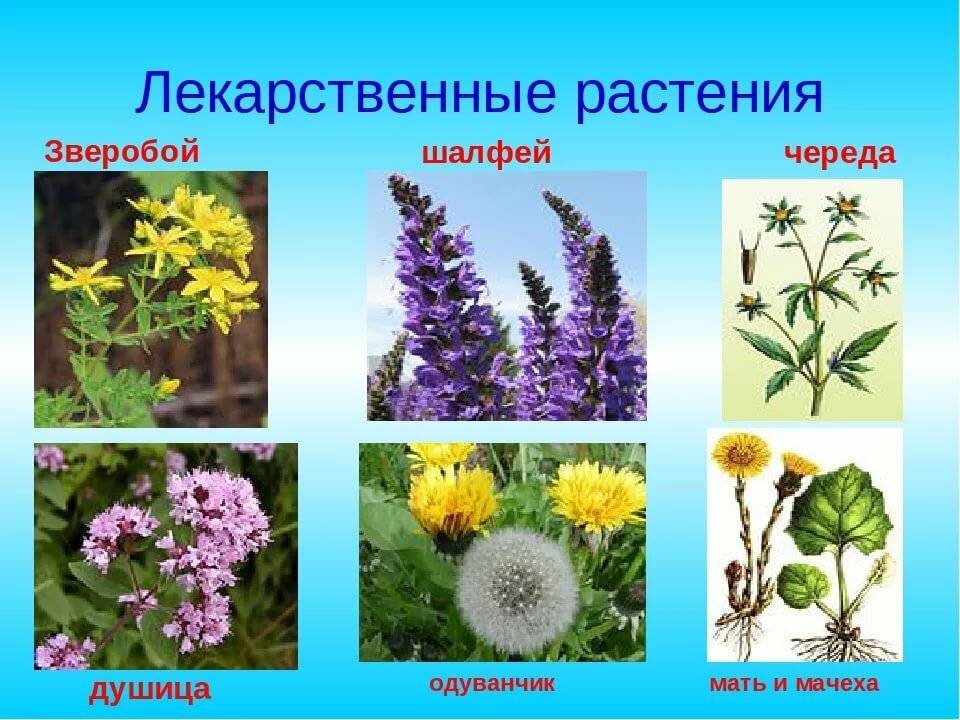 Все лекарственные растения c фото