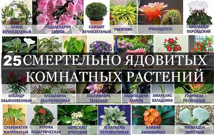 Ядовитые комнатные растения - названия, фото и описания (каталог)