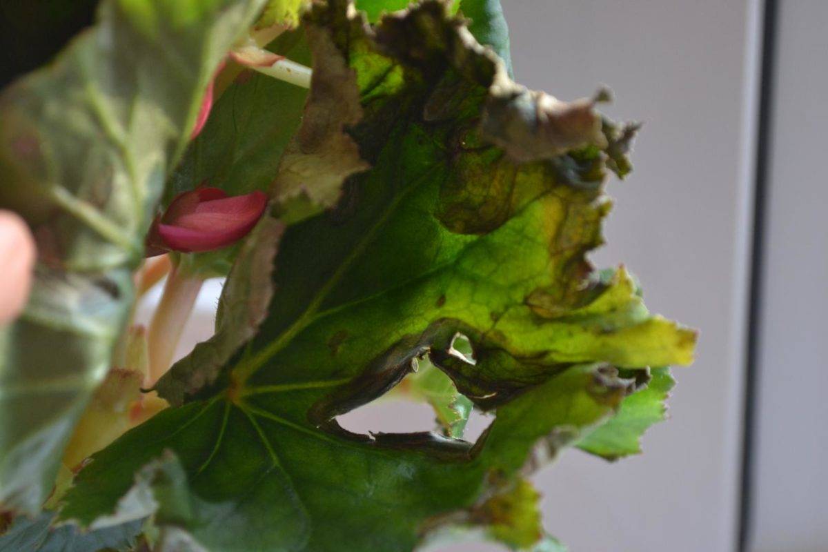 У бегонии сохнут листья целиком и их кончики, засыхают и вянут цветы и бутоны: почему это происходит с комнатным растением, что делать?