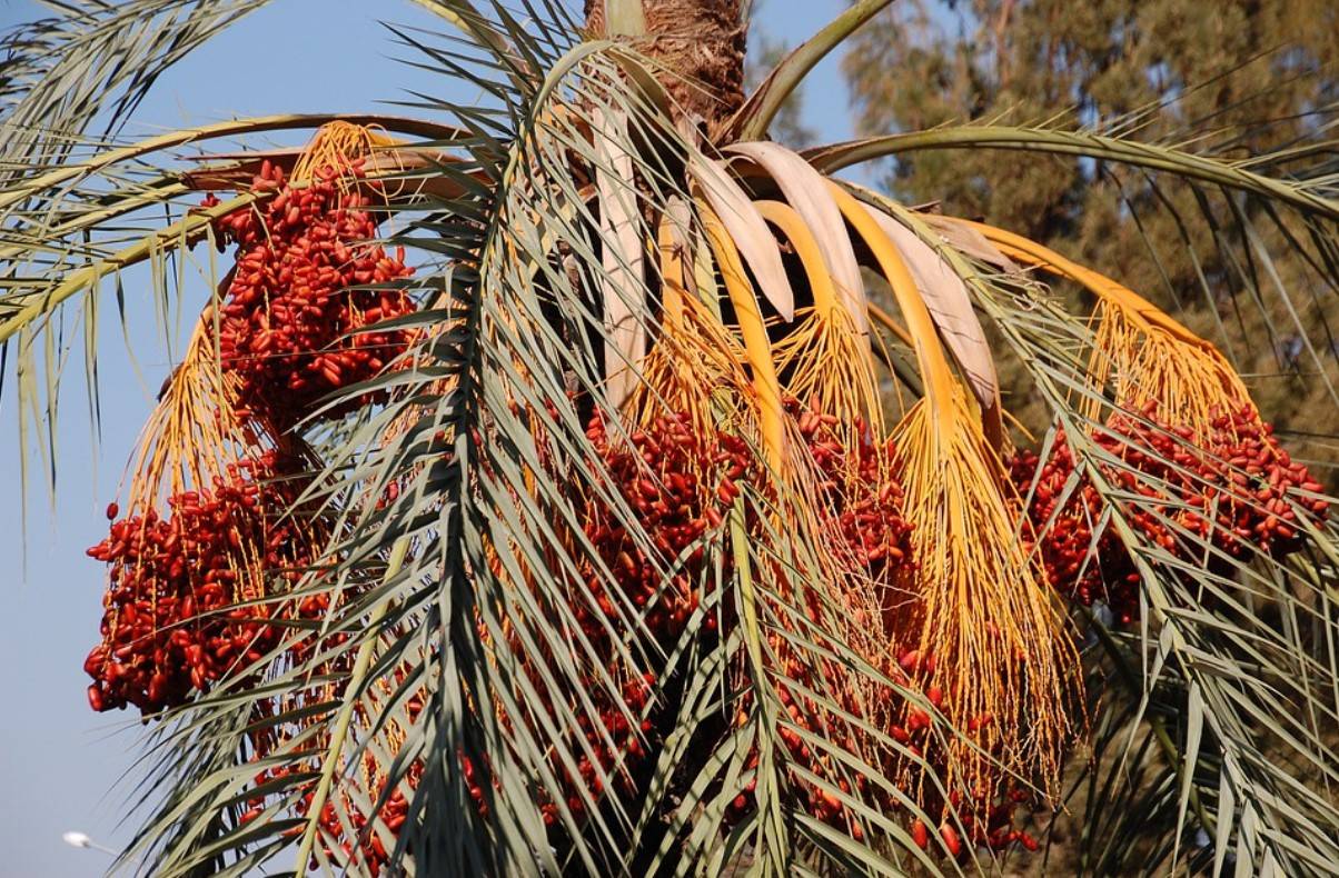 Пальмы финиковые: виды, сорта, как вырастить из косточки в домашних условиях