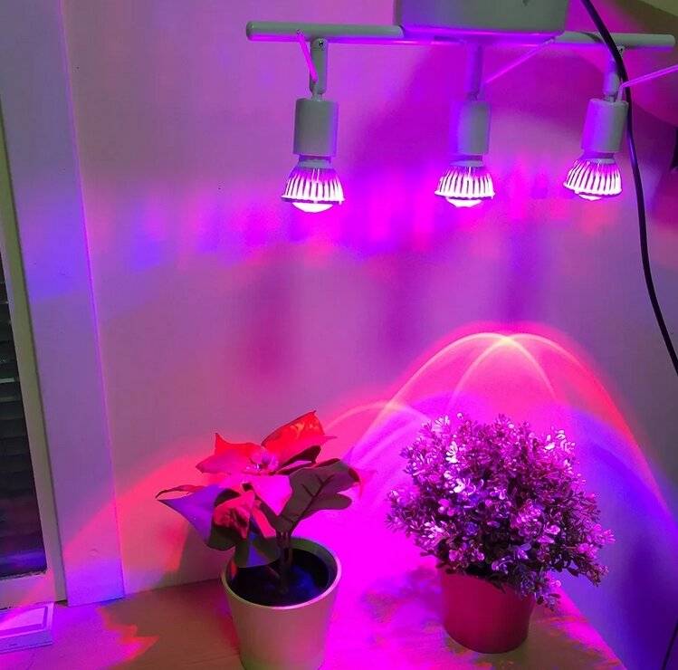 Лампы освещения для растений: особенности выбора и подключения
