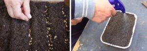 Выращивание флоксы многолетней: посадка и уход, сорта
