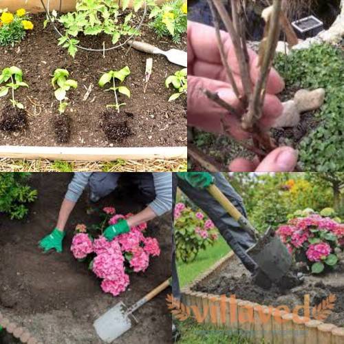 Как сажать гортензию в саду (в открытый грунт) и в домашних условиях (в горшок)