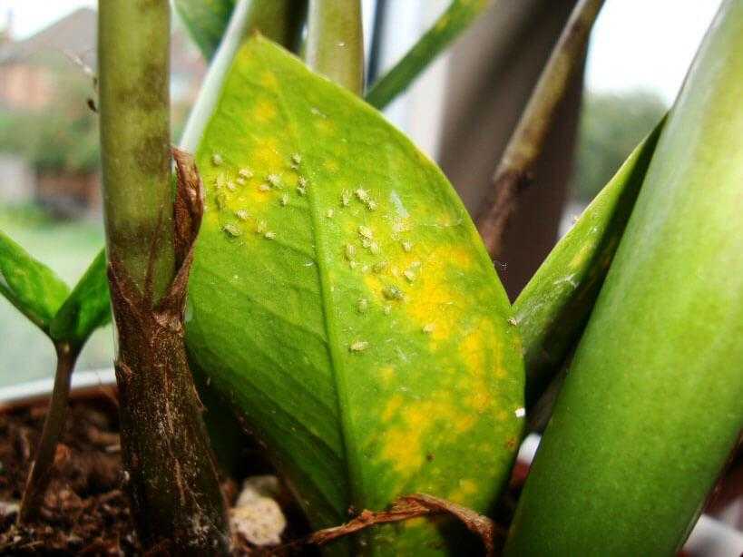 Что за растение замиокулькас что делать, если у него желтеют листья?