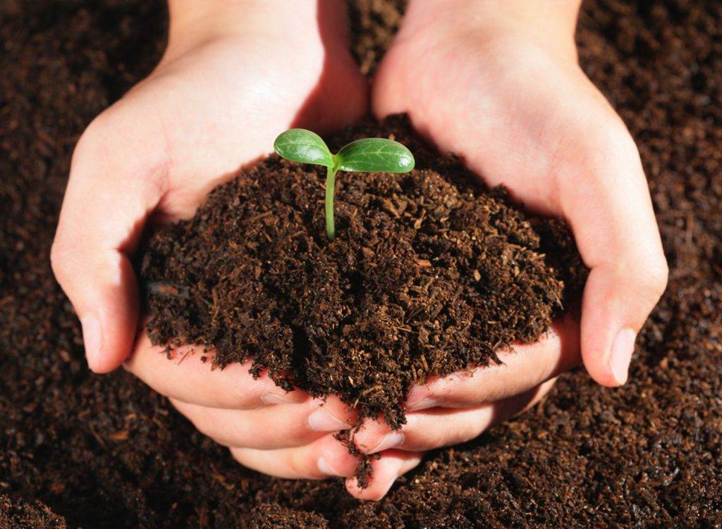 Грунт для комнатных растений: критерии выбора почвы, универсальная цветочная земля и дезинфекция грунта для домашних цветов