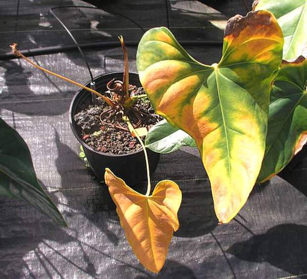 Антуриум: желтеют на концах листья, в чём кроются причины пожелтения и их устранение