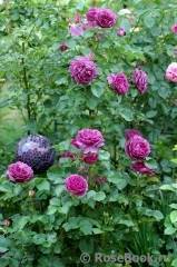Изящные розы пинк мондиаль: фото и описание сорта, правила ухода, особенности размножения и другие нюансы