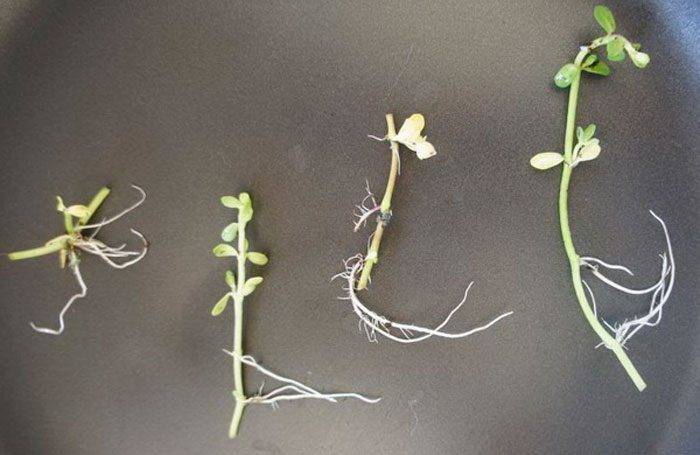 Бакопа ампельная: выращивание из семян и уход
