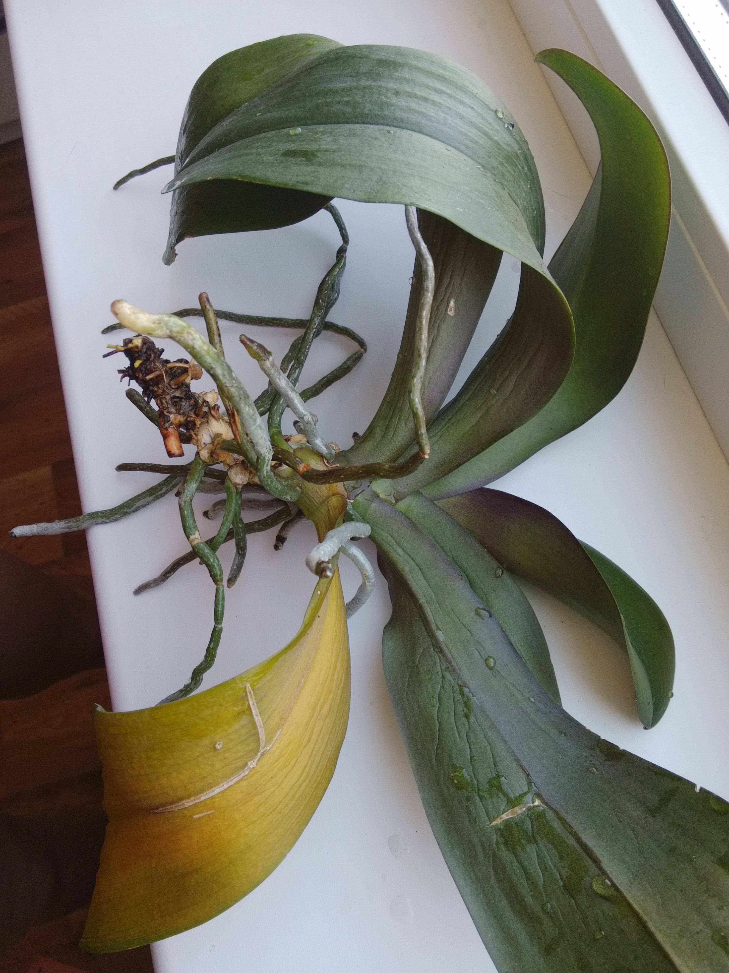 Фаленопсис отцветает, что делать дальше со стрелкой орхидеи, когда обрезать, как обеспечить правильный уход за растением в домашних условиях после распускания? selo.guru — интернет портал о сельском хозяйстве