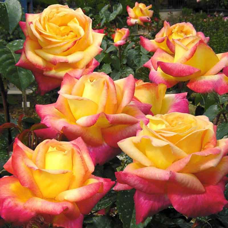 О розе pullman orient express: описание и характеристики сорта чайно-гибридной розы