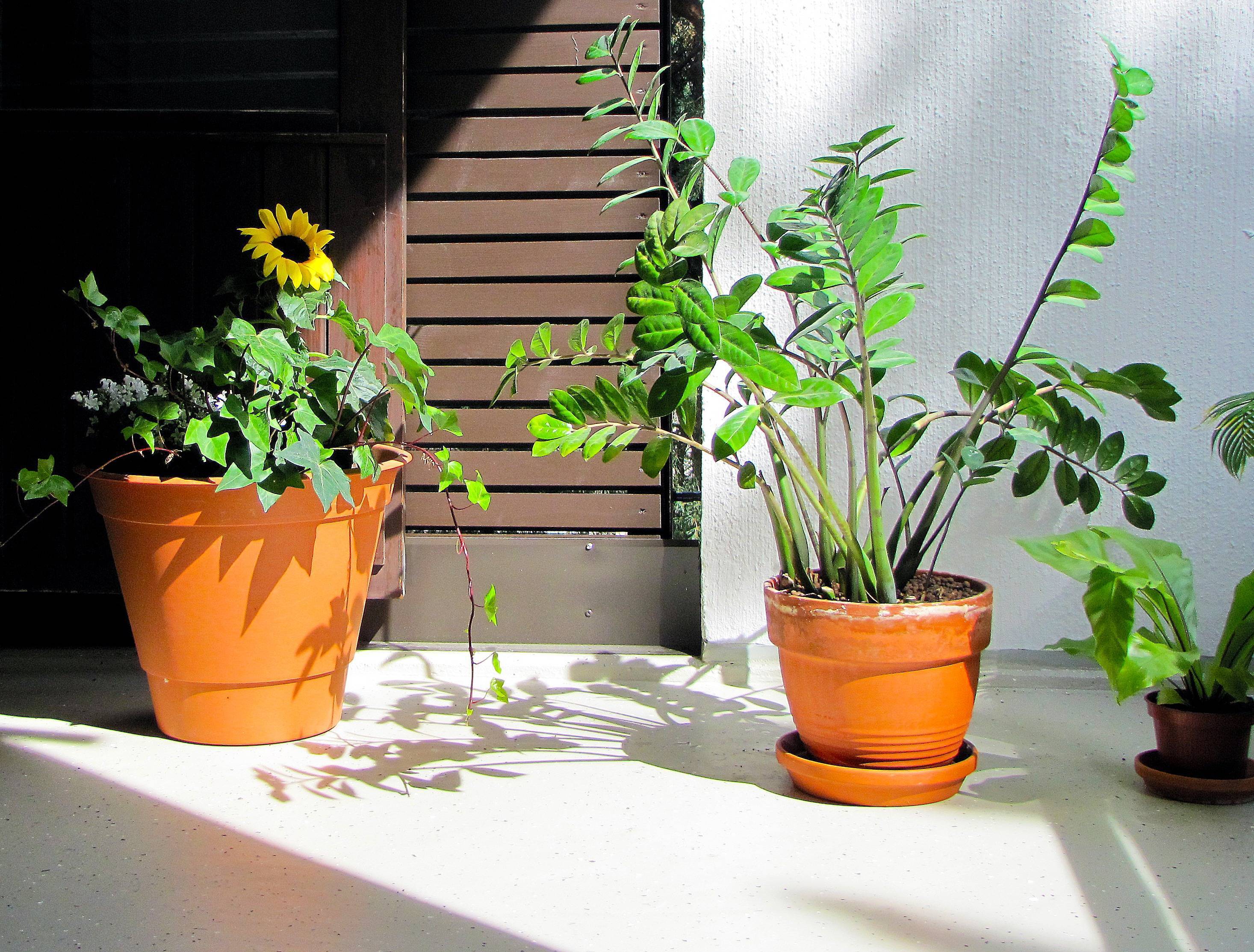 8 комнатных растений, которые не боятся сквозняков. условия, уход, фото — ботаничка