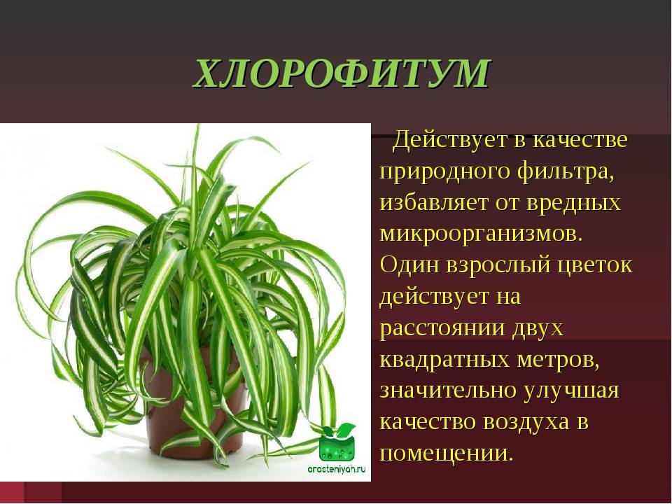 Хлорофитум chlorophytum - виды, уход, размножение и проблемы выращивания