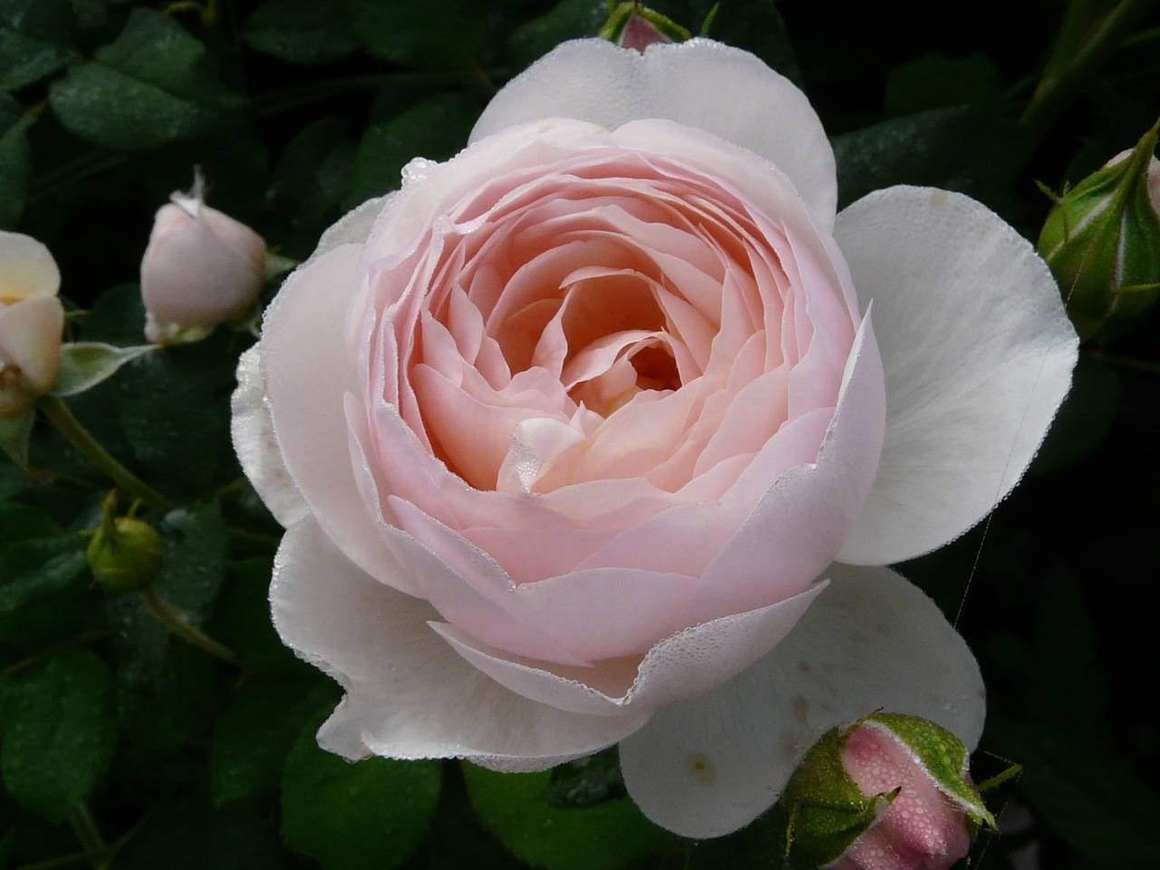 Гейша роза - описание и характеристики сорта, как вырастить, советы