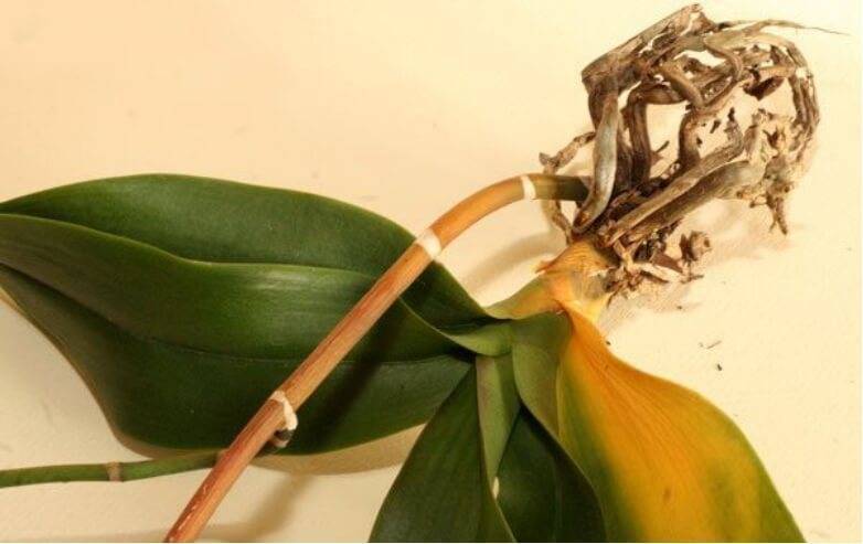 Почему опадают бутоны у орхидеи: основные причины сбрасывания