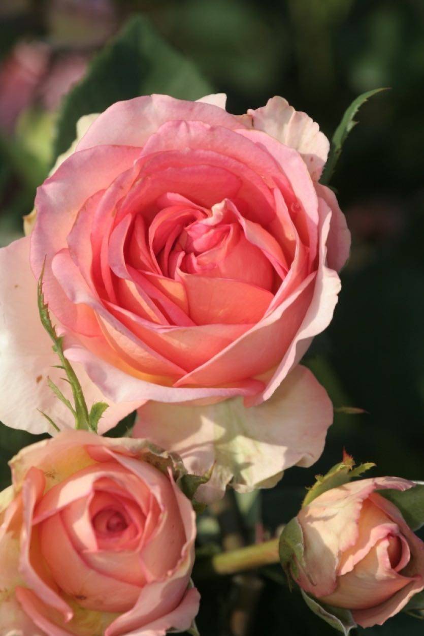 Выращивание чайно-гибридной розы сорта мондиаль и её видов пинк, грей и фантазия