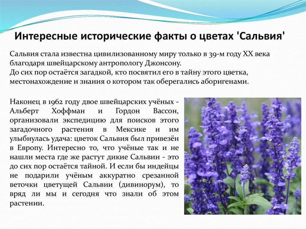 Интересные факты о растениях - дневник садовода rest-dvor.ru