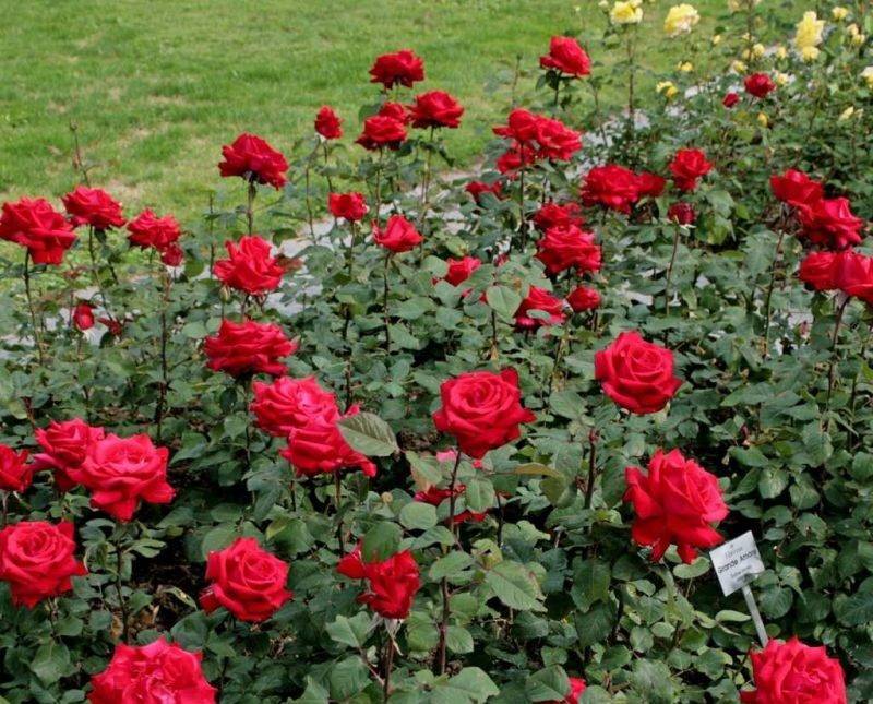 Antico amore роза - описание и отзывы о сорте, условия и правила выращивания | розоцвет