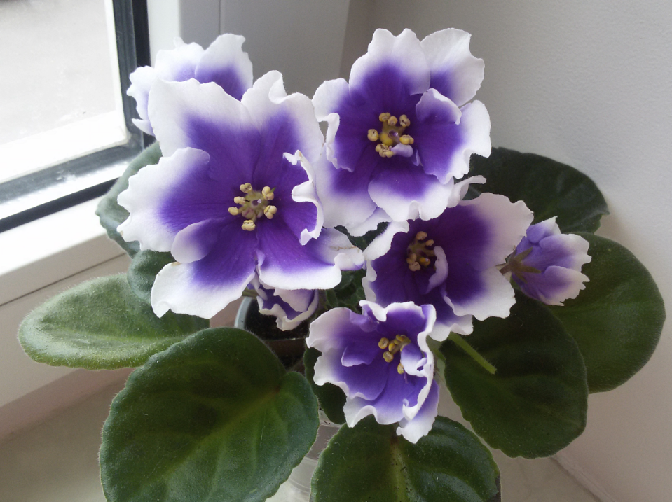 Домашний цветок фиалка Хумако Инчес (Humako Inches)