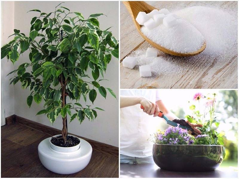 5 лучших удобрений для комнатных растений - применение и отзывы