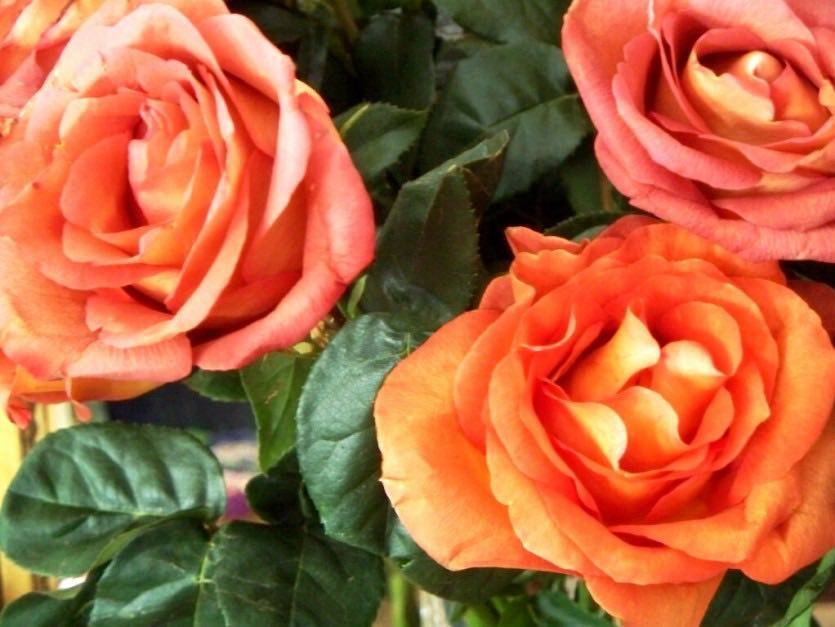 ᐉ топ-6 самых красивых роз флорибунда для средней полосы - hydrosad.ru
