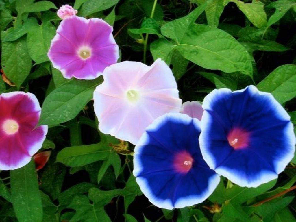 Цветок нилу. Ипомея трехцветная Ipomoea Tricolor. Ипомея Кикио Заки.