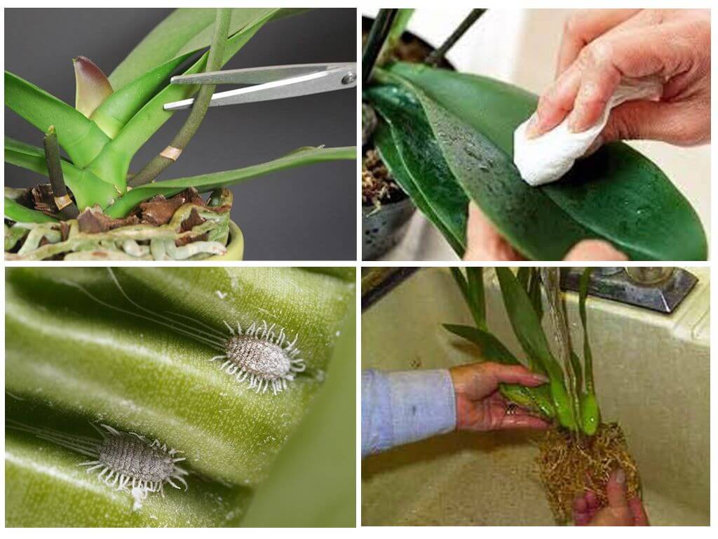 Червец на орхидеях – как эффективно избавиться от вредителя